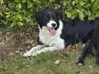 Border collie