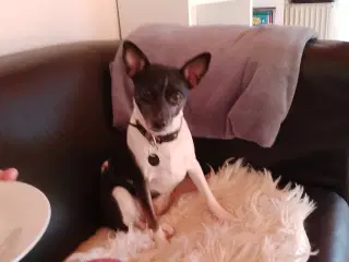 Blandingshund dansk svensk gårdhund og fransk buld