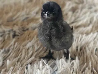Ayam Cemani rugeæg 