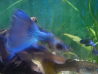 Blue Moscow Guppy.