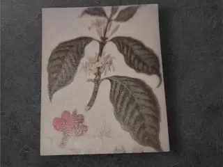 Kaffeblomst – En hyldest til naturens aroma