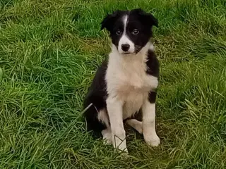 Border Collie Hvalpe