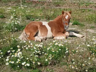 Smuk Shetlænder sælges