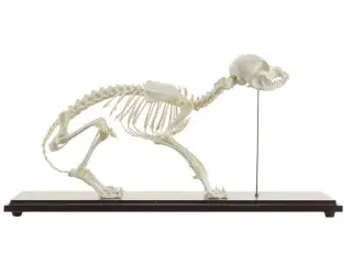 Anatomimodel - hundeskelet