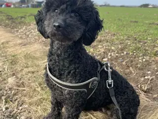 🌸 Skønne Verdi søger et kærlige hjem 🌸