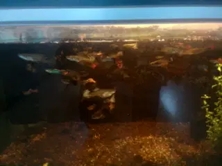 Akvarie fisk