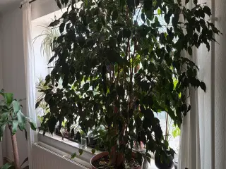 Stuebirk - Ficus Benjamina