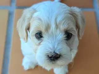 Lækre Malshipoo blandingshvalpe