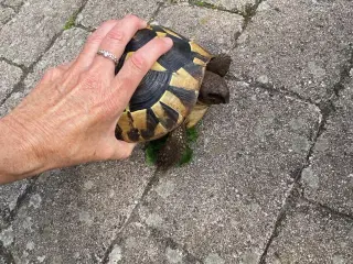 Græsk landskildpadde 