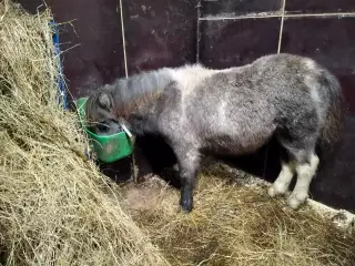 Speciel farvet shetlandspony