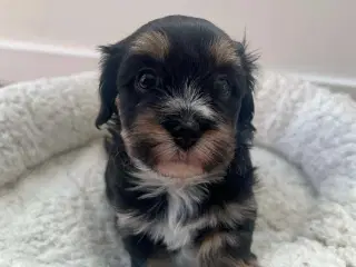 Bichon Havanais hvalpe