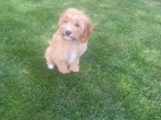 Cavapoo