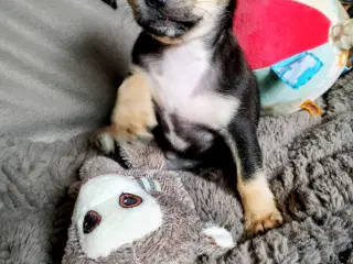 Dejlige små race blandings hvalpe