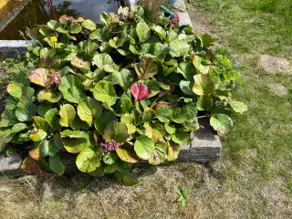 Stenbræk planter