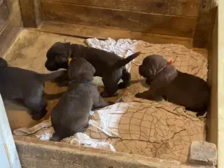 Labrador F1 Hvalpe, Brun
