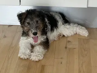 Foxterrier 13 uger