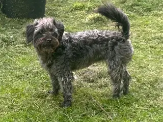 Skøn jackapoo (jackrussel-dværgpuddel) tæve