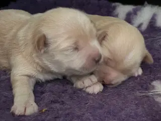 Bichon Havanaiser 