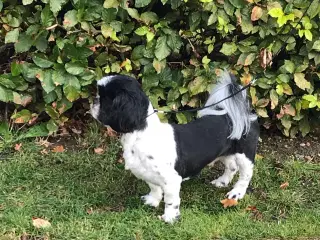 Shih tzu prins lånes ud til parring