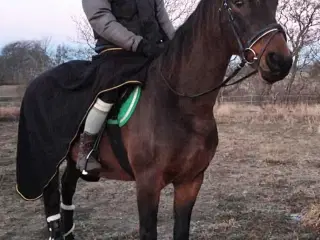 Kærlig og stabil hoppe sgr forever hjem