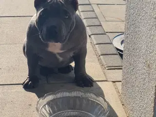 American Bully Dreng - transport 