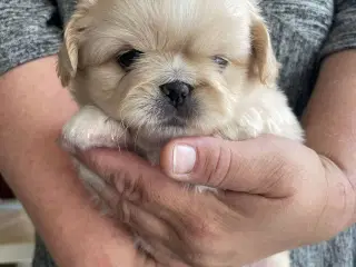 Pekingeser 