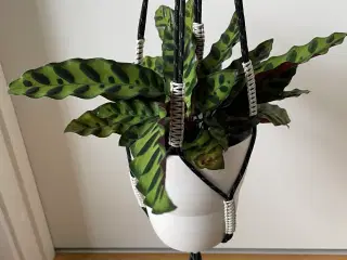 Hay planteholder sort