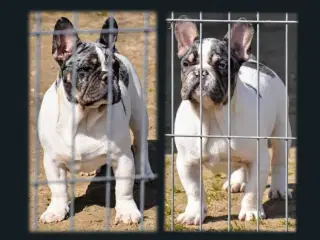 Fransk bulldog 