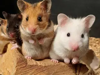 Guldhamster unger 
