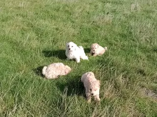 Maltipoo hvalpe