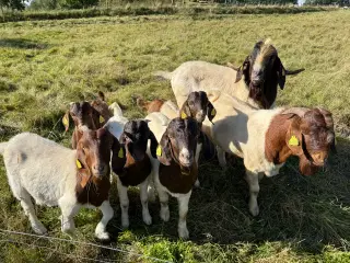 Boer bukke