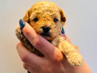 De lækreste Maltipoo hvalpe