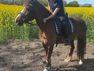 Skønneste børne pony