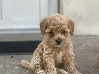 Cotonpoo hundehvalp 