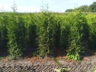 30 stk. Conifers Thuja Brabant 200-225 cm.
