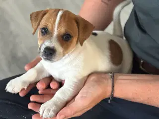 Jack Russel hvalpe