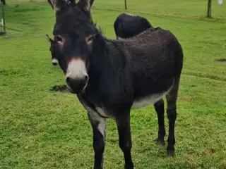 Sødeste æsel hingst