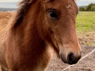 Smuk 5-gænger med et virkelig godt sind