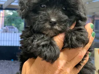 Mini Maltipoo babyer 
