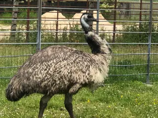 Emu sælges