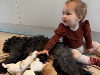Cavapoo hvalpe 