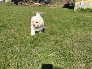 Malteser hvalpe 8 uger slagsklare