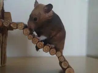 Guldhamster unger