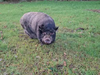 Hängebauchschwein