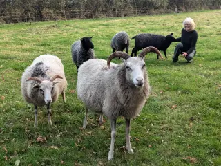 Håndtam gotlænder eller spælsau vædder købes