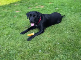 Sort Labrador 