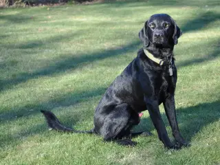 Formel 1 Labrador sort Han tilbydes til avl. Djurs