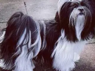 Avl Lhasa apso 