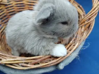 Dejlige Minilop er født i kaningrotten