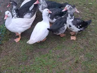 Moskusænder Hunner sælges